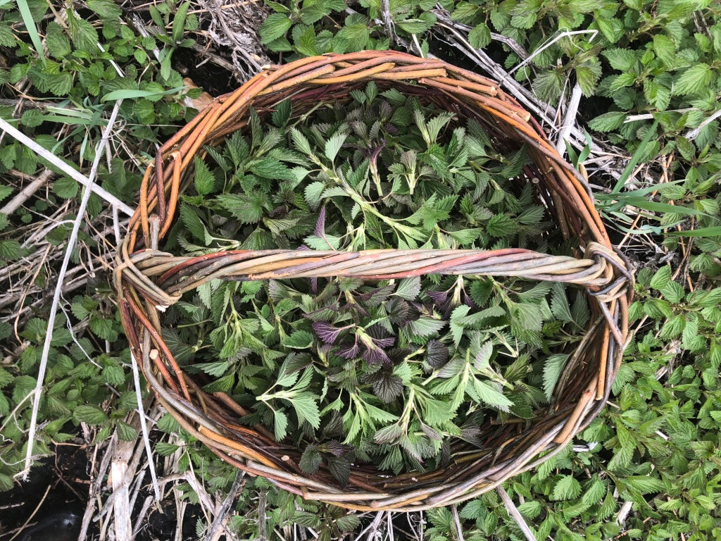 Nettles for Springtime