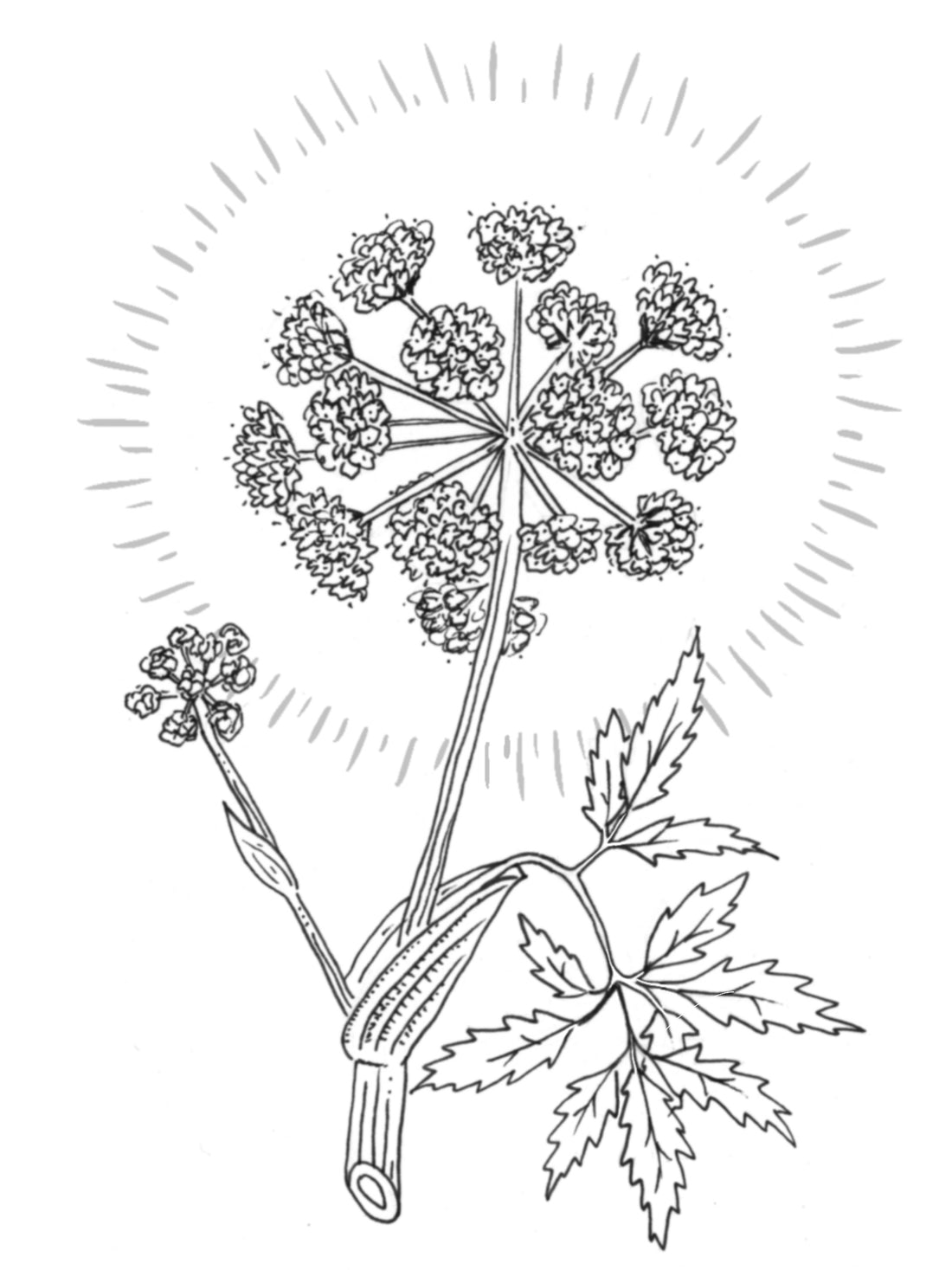 Angelica atropurpurea