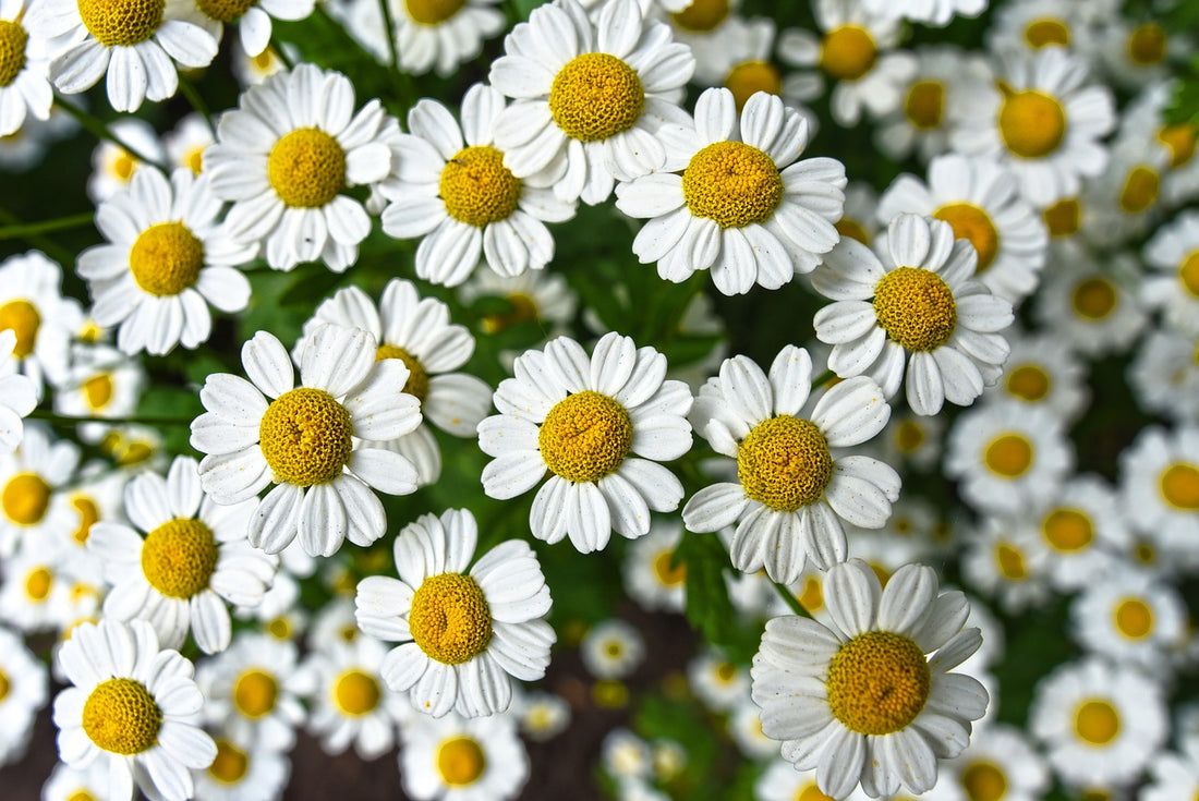 Chamomilla matricaria