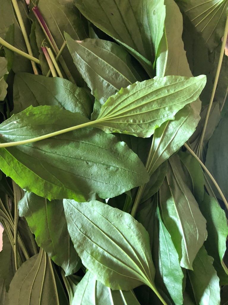 Plantago rugelii