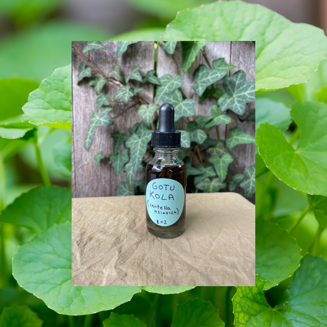 Gotu Kola tincture
