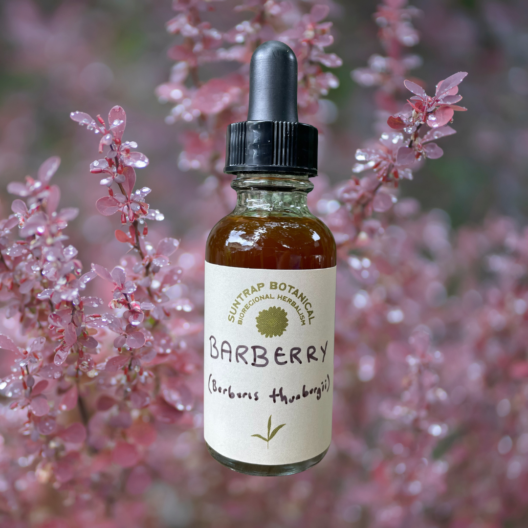Barberry tincture